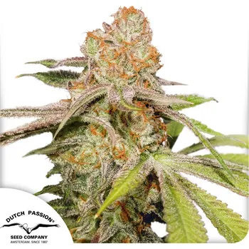 Semeno Dutch Passion Auto MAC #1 Balení: 7ks