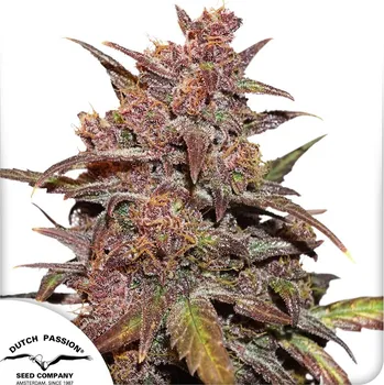 Pěstitelství Dutch Passion Auto Blackberry Kush CBD Balení: 3ks