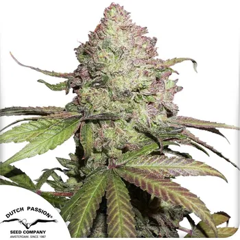 Semeno Dutch Passion Auto Charlotte's Angel CBD Balení: 3ks