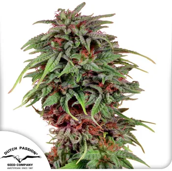 Semeno Dutch Passion Durban Poison Balení: 10ks - REGULAR