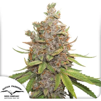 Semeno Dutch Passion Auto Glueberry O.G. Balení: 7ks