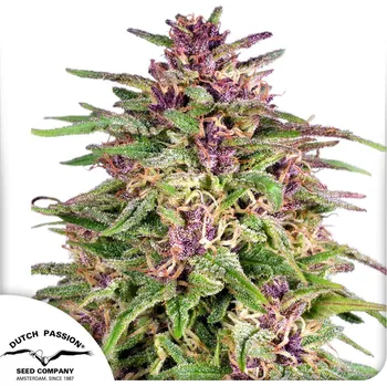 Semeno Dutch Passion Frisian Dew Balení: 10ks