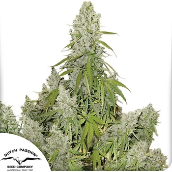 Semeno Dutch Passion Auto Ultimate Balení: 3ks