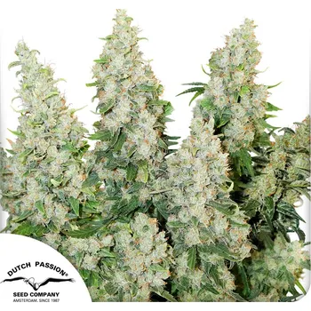 Semeno Dutch Passion Auto Think Different Balení: 3ks