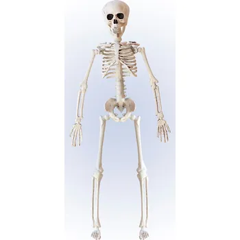 Karnevalový doplněk Dekorace kostlivec 40 cm