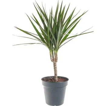 Sazenice Dračinec vroubený, Dracaena marginata, 1 výhon, průměr květináče 12 cm