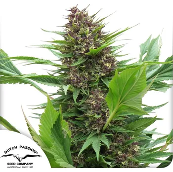 Semeno Dutch Passion Frisian Duck Balení: 10ks