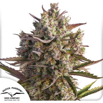 Semeno Dutch Passion Auto Blueberry Balení: 3ks