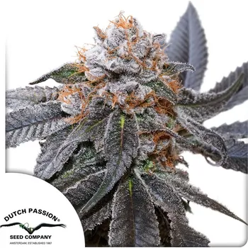 Semeno Dutch Passion Blue Zushi Balení: 10ks