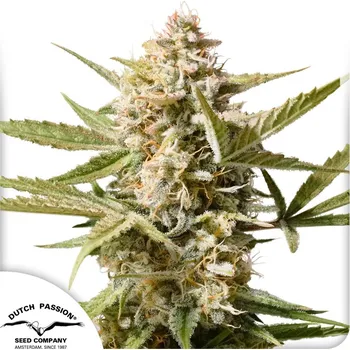 Semeno Dutch Passion Auto Cinderella Jack Balení: 3ks