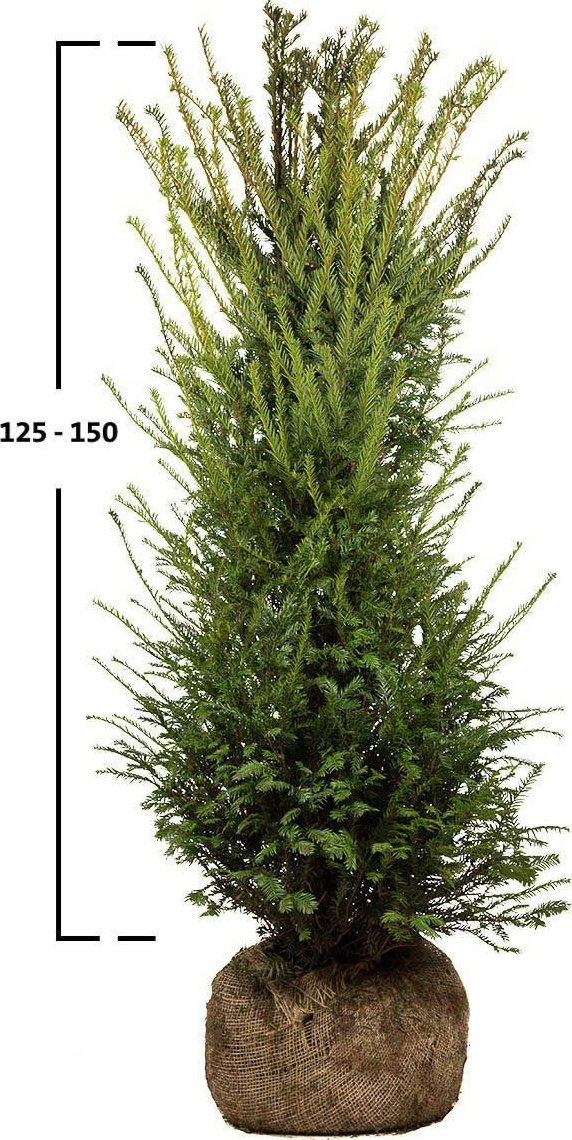 Tis červený 150-175cm