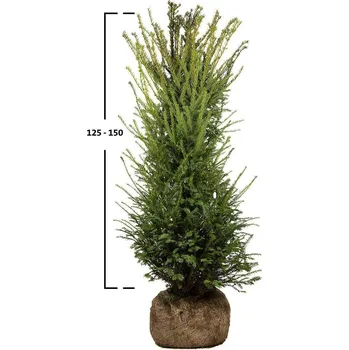 Sazenice Tis červený 150-175cm