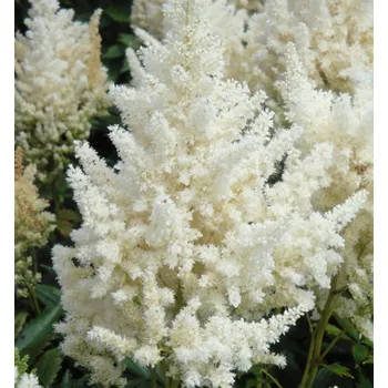 Sazenice Čechrava hybridní ´HAPPY DAY´ kont. 1 l