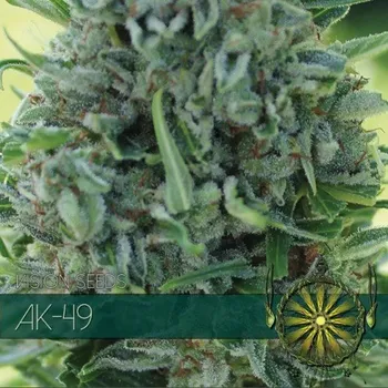 Semeno Vision Seeds - AK-49 3 ks