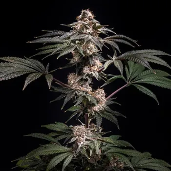 Semeno World Breeders - Pilot 10 ks