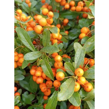 Sazenice Hlohyně 'Orange Glow' 10-30 cm QP