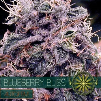 Semeno Vision Seeds - Blueberry Bliss Auto 10 ks