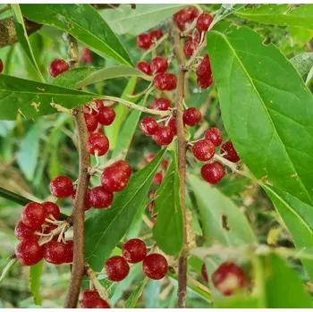 Sazenice Hlošina okoličnatá 110cm+