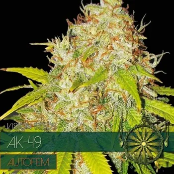 Semeno Vision Seeds - AK-49 Auto 3 ks