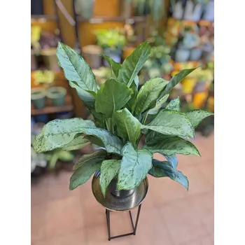 Aglaonema B.J. Freedman