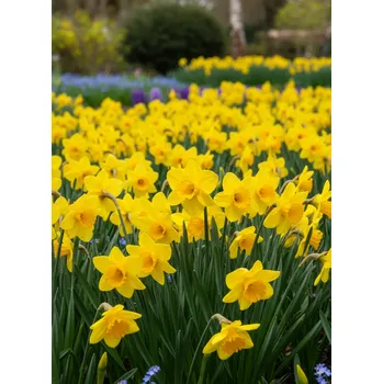 Semeno Narcis 'Lowen' 5 ks