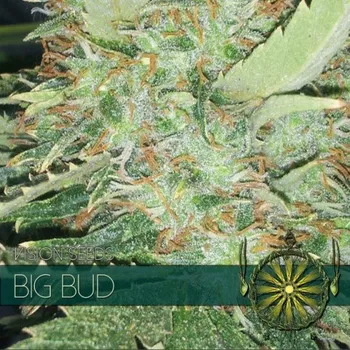 Semeno Vision Seeds - Big Bud 3 ks