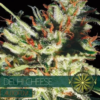 Semeno Vision Seeds - Goudas Grass Auto (Delhi Cheese Auto) 5 ks