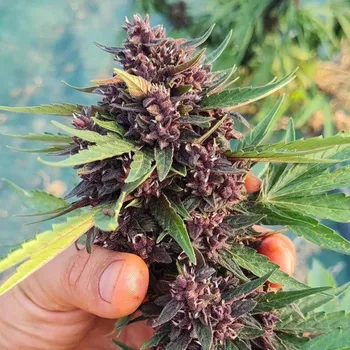 Semeno Trilogene Seeds - Glu CBD Auto 5 ks
