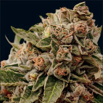 Semeno Vision Seeds - Lambs Breath x AK-49 5 ks