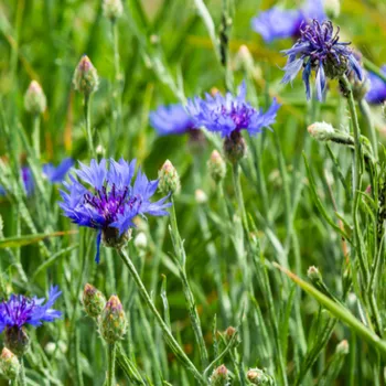 Voda Naturální voda Chrpa polní Field weed water 1 l