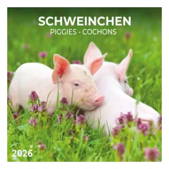Kalendář Schweinchen/Piggies 2026 – (EN)