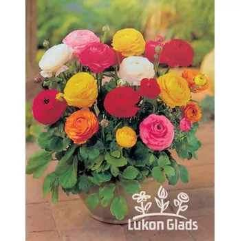 Sazenice Lukon Glads Ranunculus paeniflorus MIX - pryskyřník pivoňkovitý Množství: 3