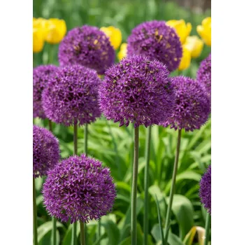 Semeno Okrasný česnek 'Aflatunense' 5 ks