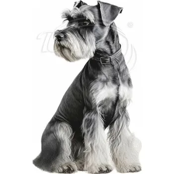 Textilní nažehlovací páska Dante Nažehlovačka Knírač - 4 x 6 cm