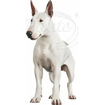 Textilní nažehlovací páska Dante Nažehlovačka Anglický bulteriér - 3 x 6 cm