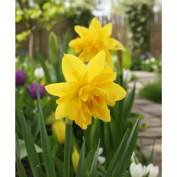 Semeno Narcis 'Campernellen double' 5 ks