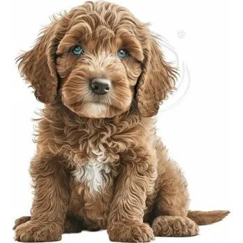 Textilní nažehlovací páska Dante Nažehlovačka Labradoodle štěně hnědé - 11 x 12 cm