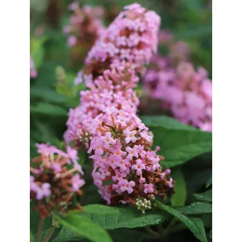 Sazenice Komule davidova Butterfly Candy ®'Little Pink' 5-20 cm H9