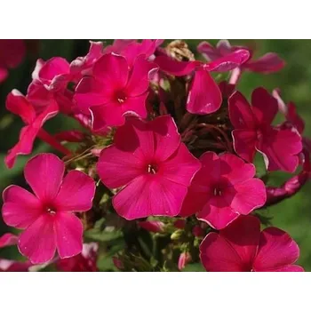 Sazenice Plaménka latnatá 'Tenor' - Phlox paniculata 'Tenor' Balení: kontejner p12