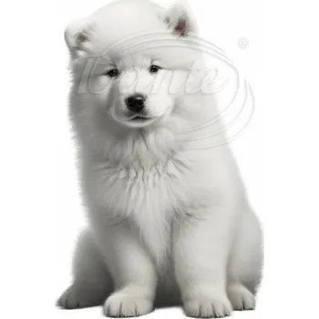 Textilní nažehlovací páska Dante Nažehlovačka Samojed štěně - 8 x 12 cm