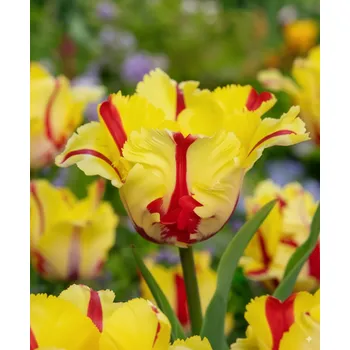 Semeno Tulipán 'Flaming parrot' 5 ks