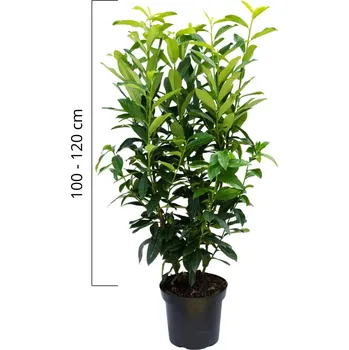 Sazenice Bobkovišeň obecná 'GENOLIA ' 100-120cm,kontejner