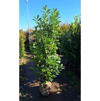 Sazenice Bobkovišeň obecná 'CAUCASICA' 125-150cm, bal