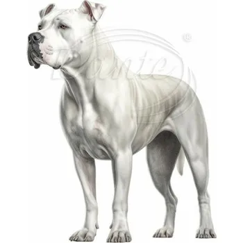 Textilní nažehlovací páska Dante Nažehlovačka Argentinská doga - 8 x 12 cm