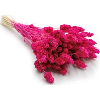 mech-mech.cz Sušený Phalaris - Magenta