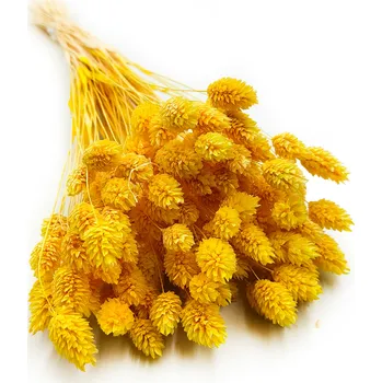 mech-mech.cz Sušený Phalaris - Žlutý