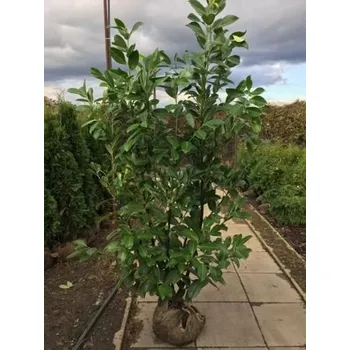 Sazenice Bobkovišeň obecná 'ROTUNDIFOLIA' 200-225cm, bal