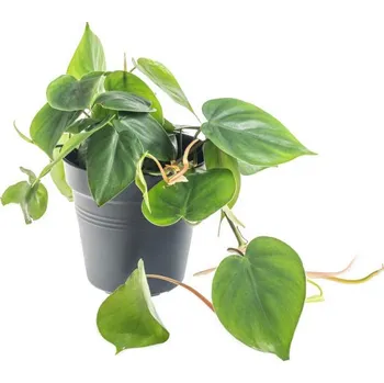 Sazenice Filodendron, Philodendron Scandes, průměr květináče 13 cm