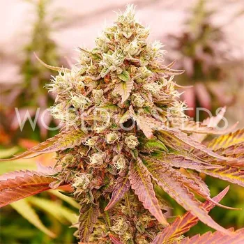 Semeno World of Seeds - Burger Kush 3 ks