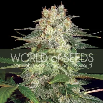 Semeno World of Seeds - Afghan Kush Ryder 12 ks